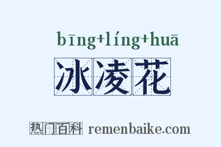 冰凌花是什么意思的图片
